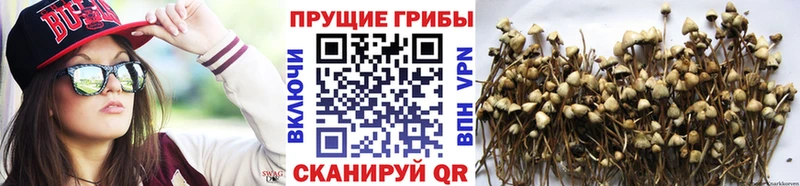 ОМГ ОМГ маркетплейс  Туринск  Галлюциногенные грибы GOLDEN TEACHER 
